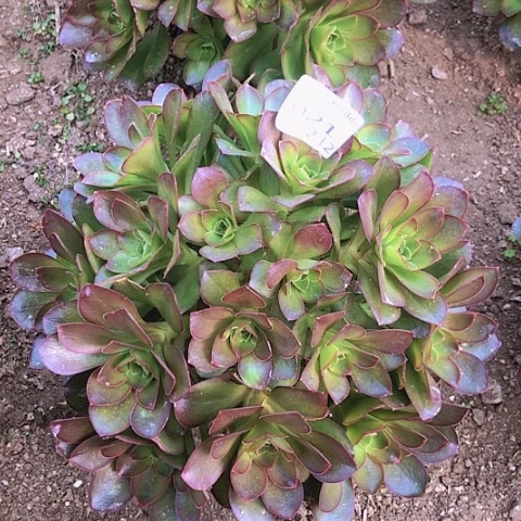 2.12-21魅金多肉植物