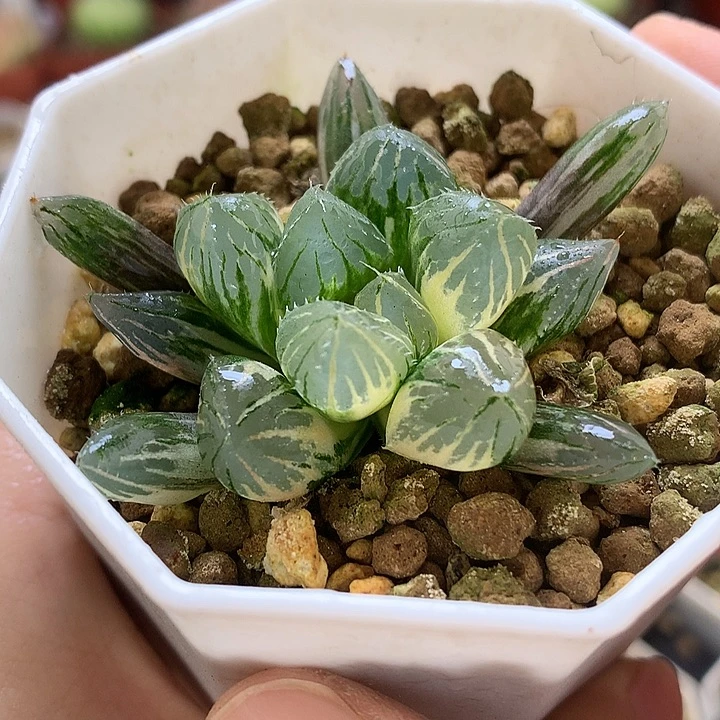 Oh玉露锦带盆土发货woao