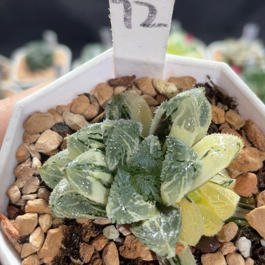 12荷塘月色锦。