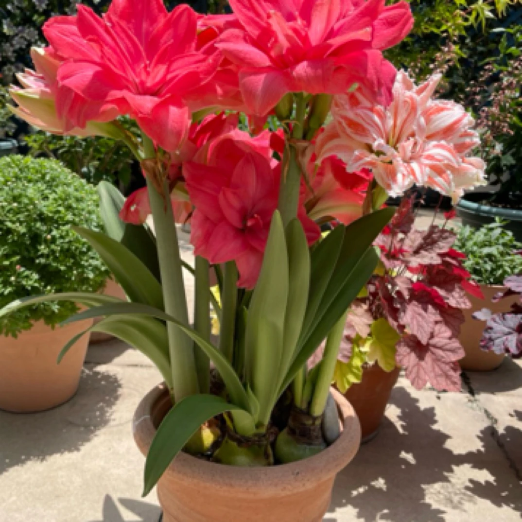 『糖果仙女』进口重瓣朱顶红种球多年生好种