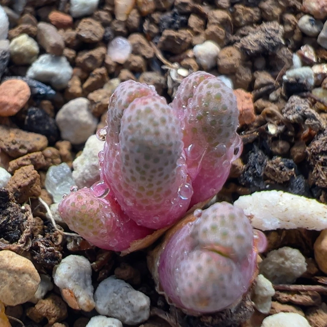102多肉植物百科知识