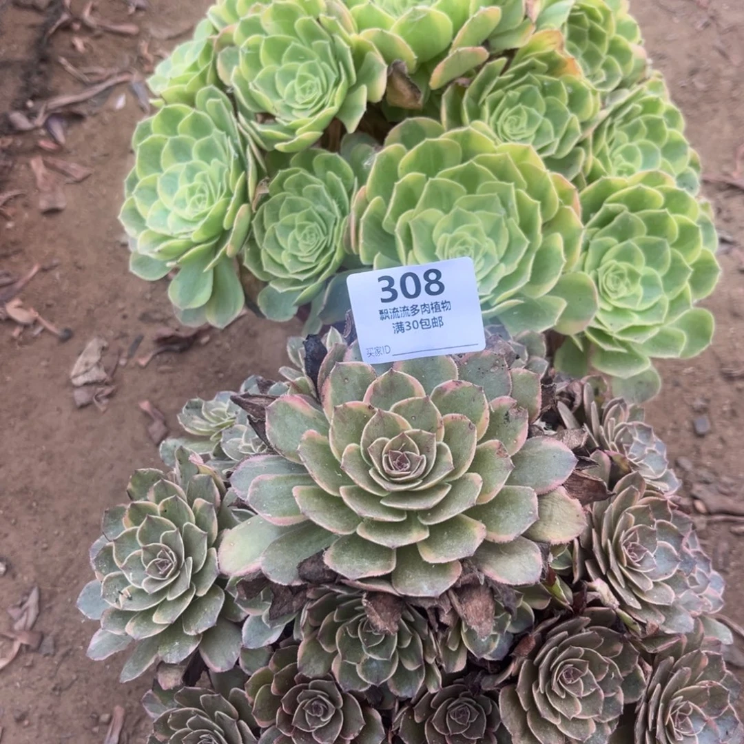 雨荷幻影两颗308号