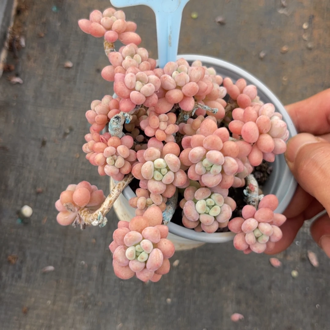 云尘多肉一物一拍685