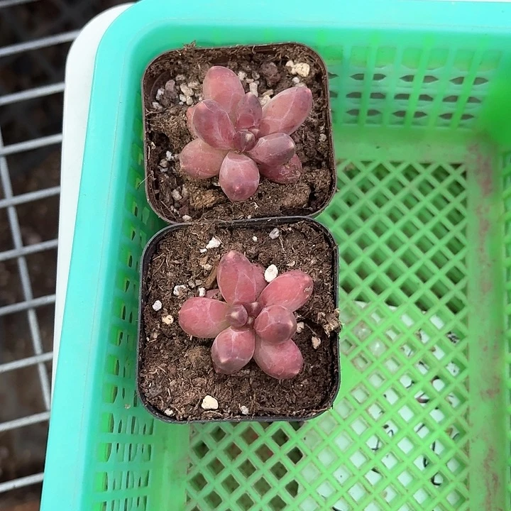 崇*?c n x fh g d g h f f 056