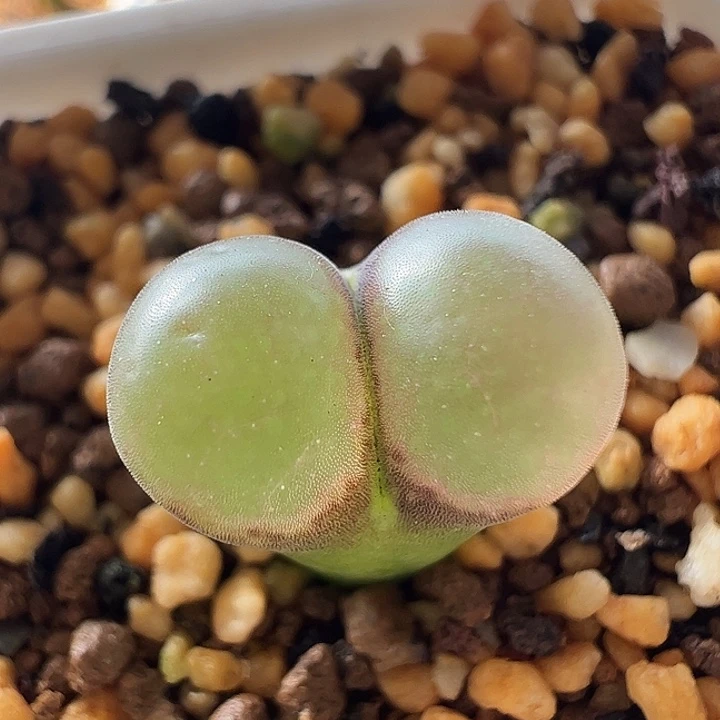 无花朵实生风铃玉15