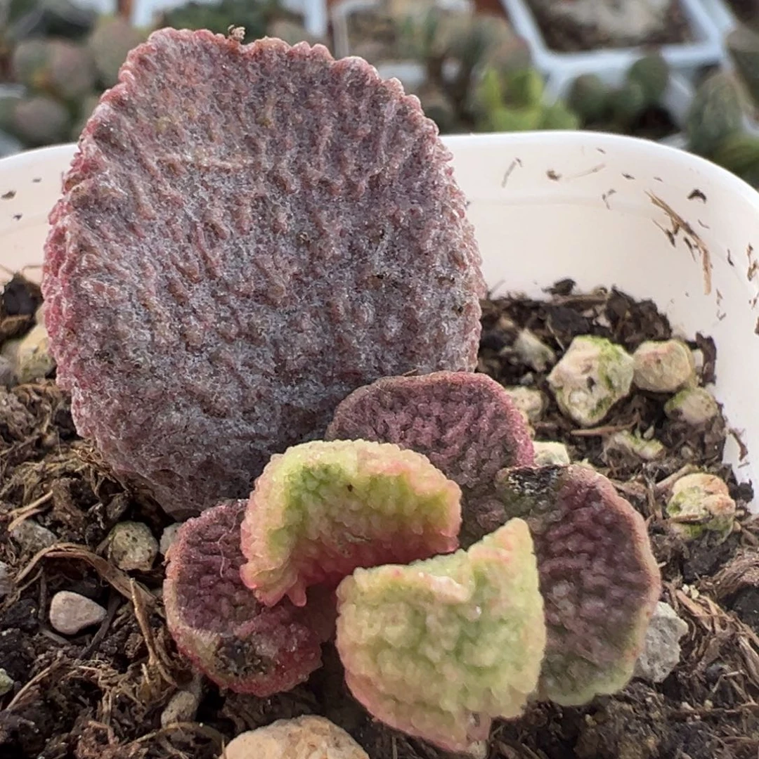 特价实生新品大苗有点干皮