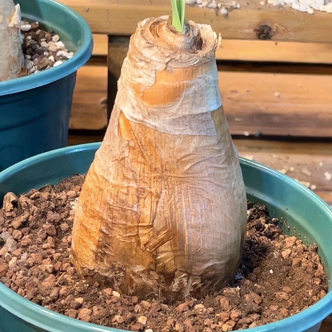 潮流植物产地巨凤之卵，Q60