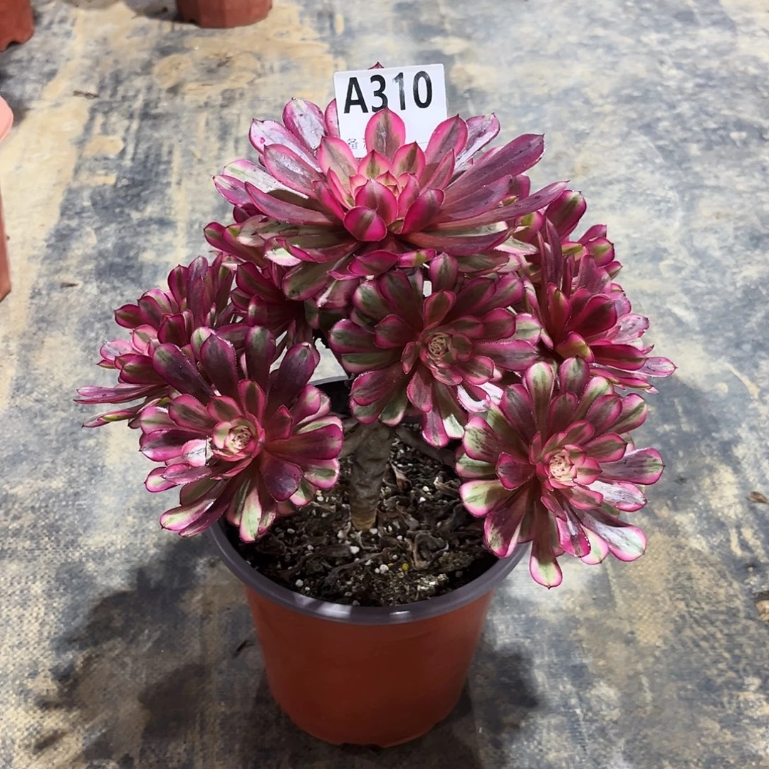 多肉植物白月光310多肉