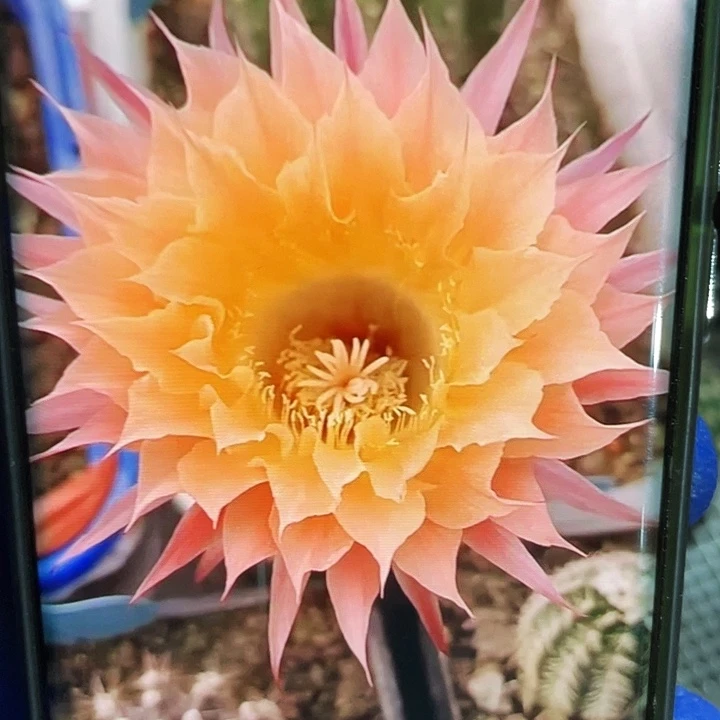 太阳神侧芽4-5歪满18包邮