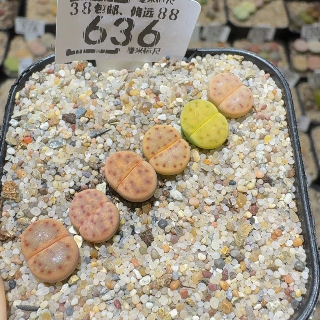 Sssss精品生石花636