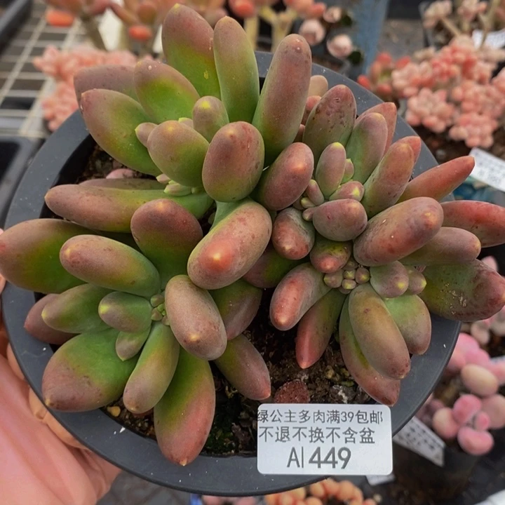 芒果奶13cm449多肉植物