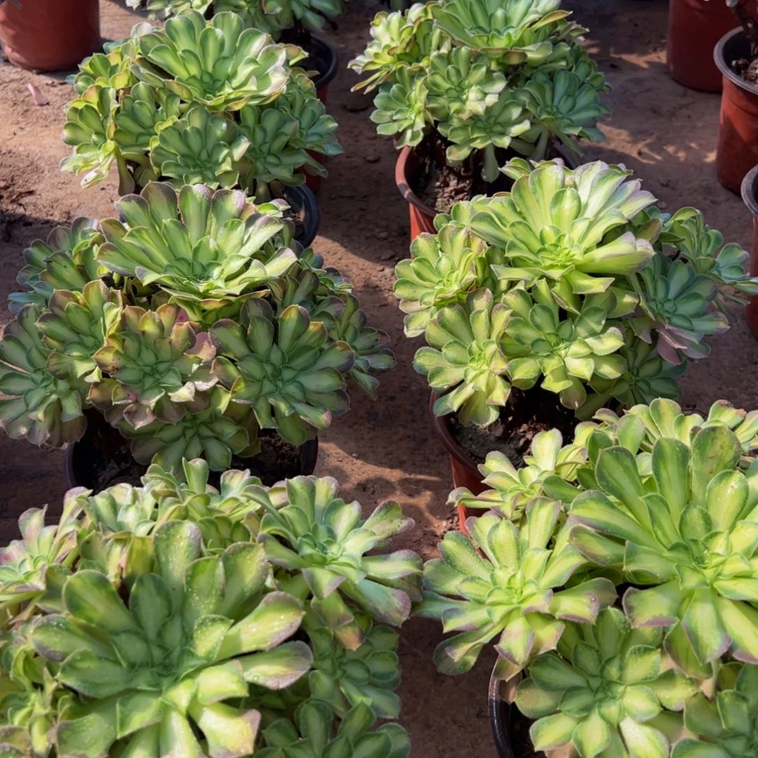 韶华法师12.8多肉植物