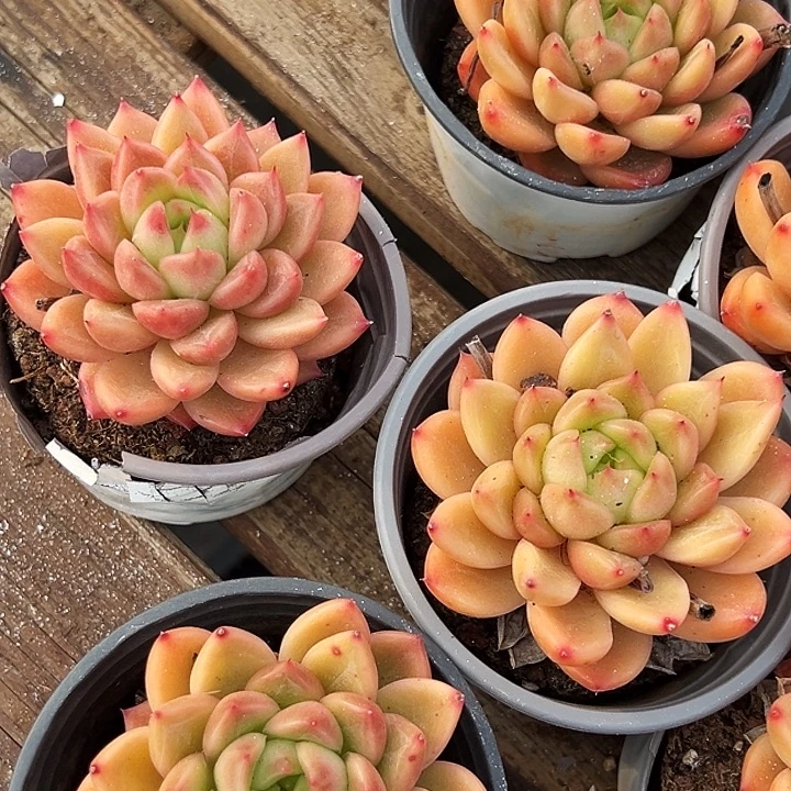 单头      星空      珍妮