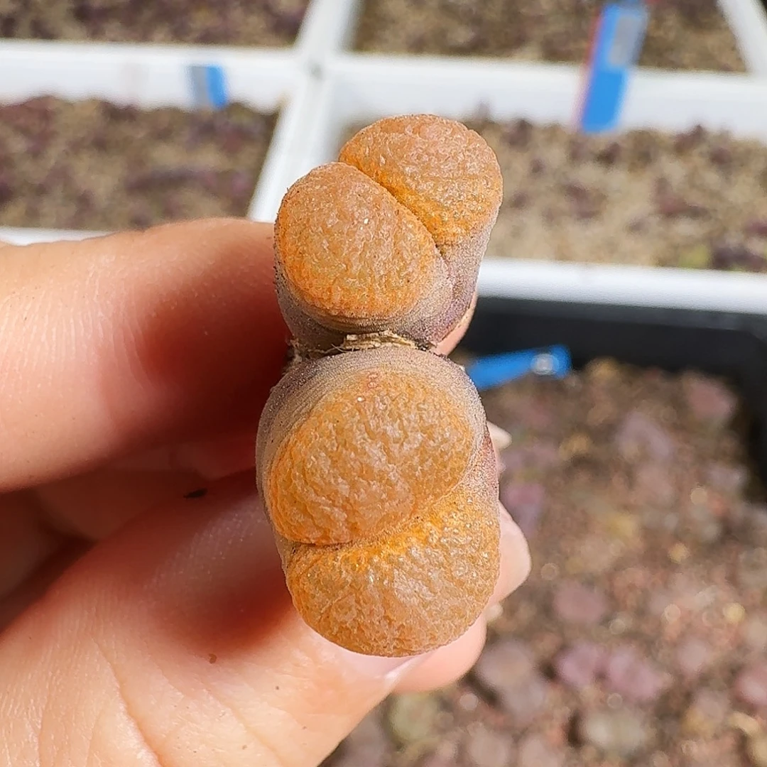 多肉植物福利风铃338