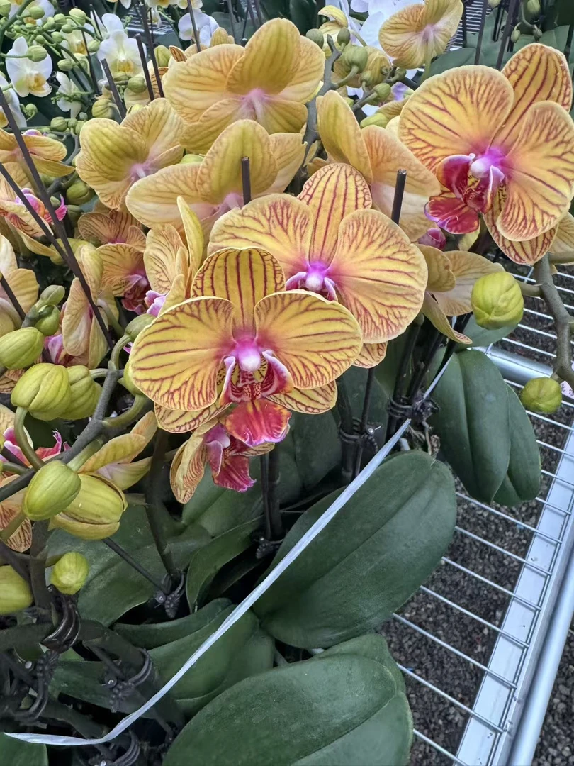 兰屿 LYSLAND【芭比娃娃3.0寸】蝴蝶兰鲜花盆栽