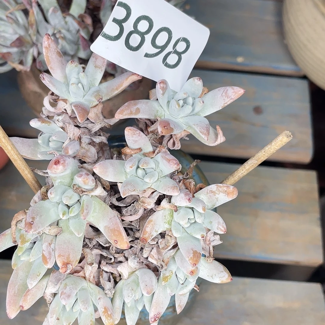 白姆老桩多头3898