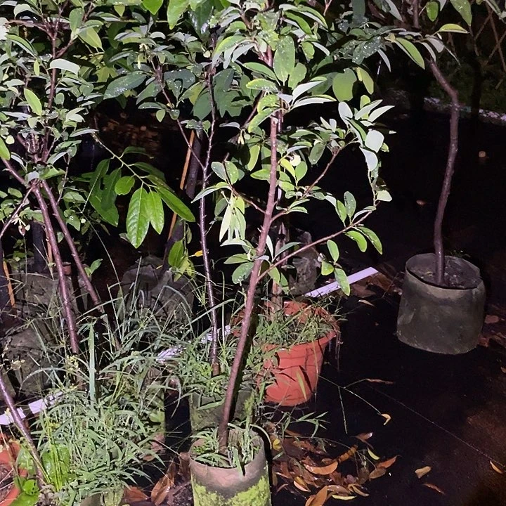 白心火龙果果树果树果树111111