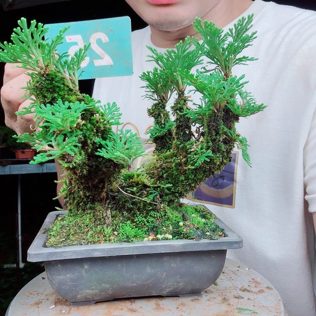 无花朵卷柏科一物一拍25