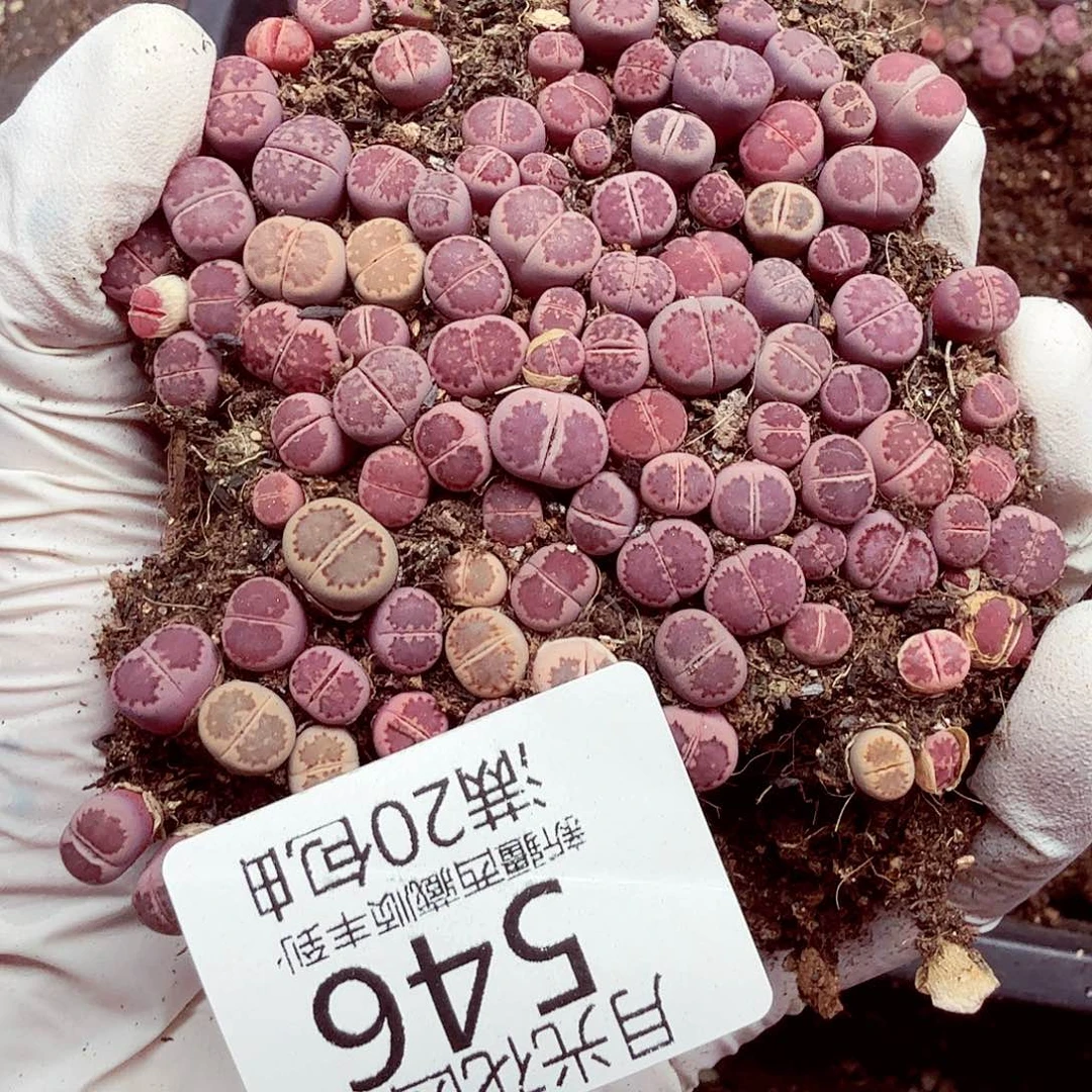 这个点睡起来都会梦中哭546