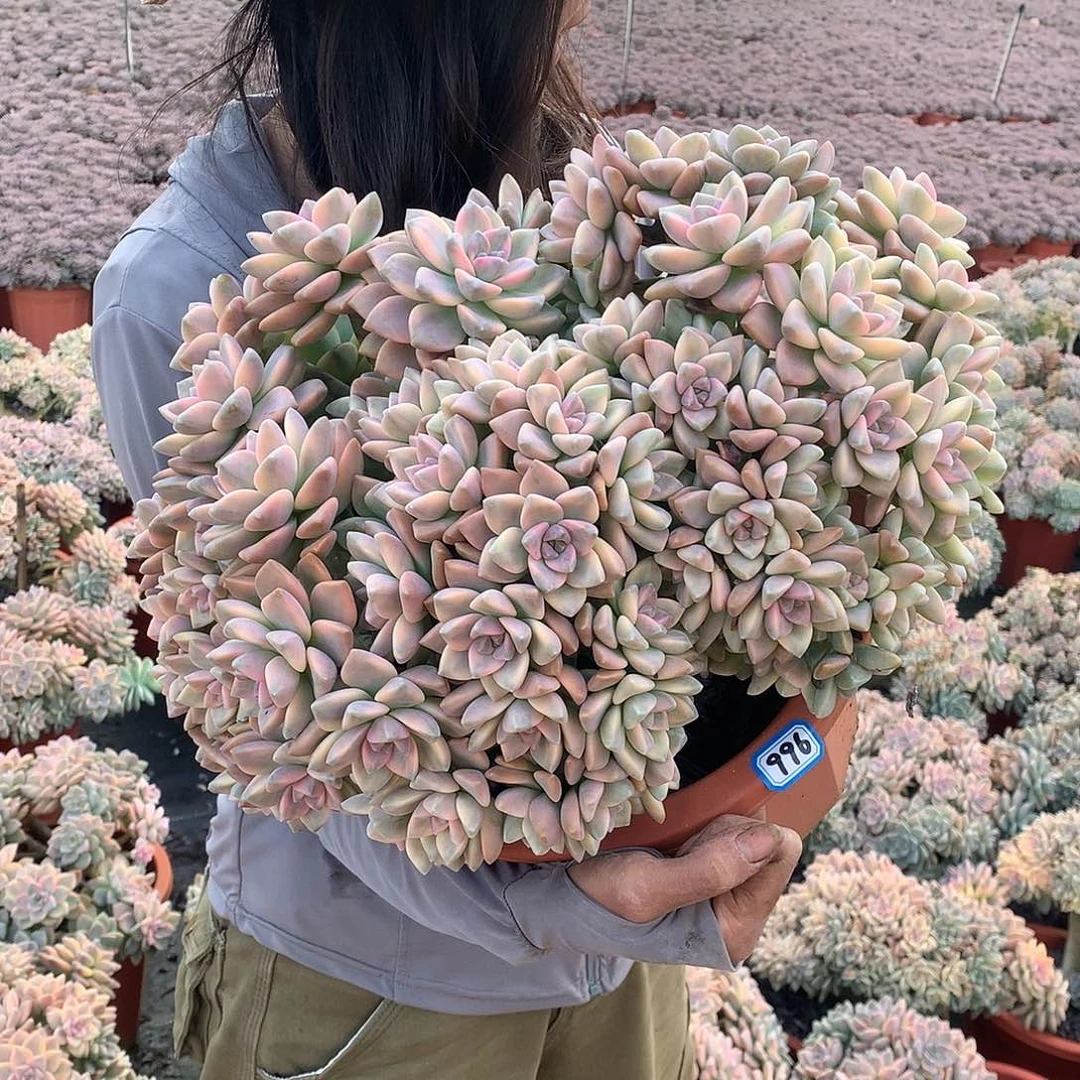 你***贝996 淡雪锦朵朵缀化一物一拍