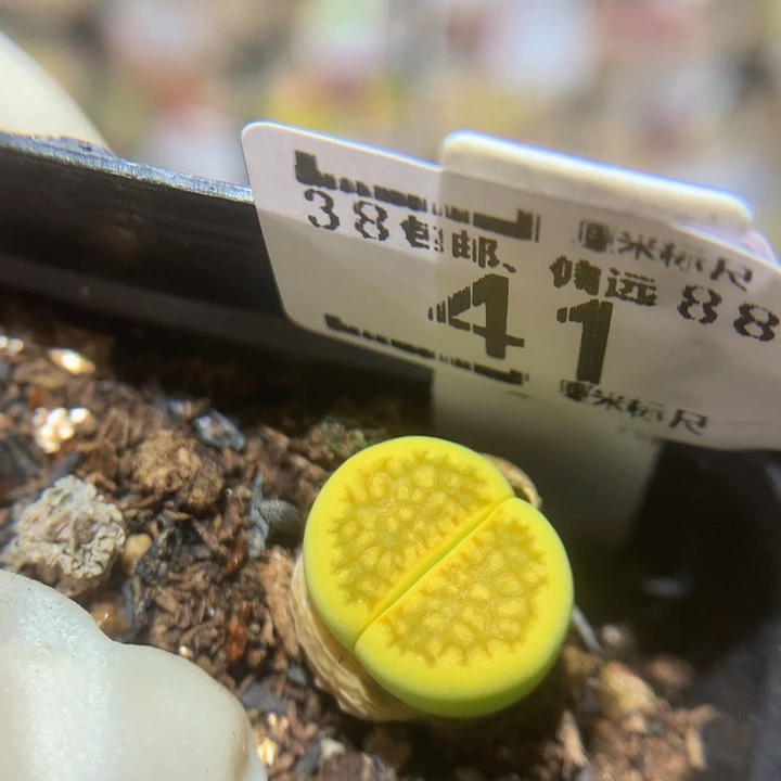 zzz精品生石花41