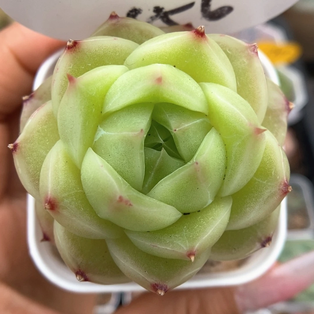 蜜蜡麦杆可拍156号。