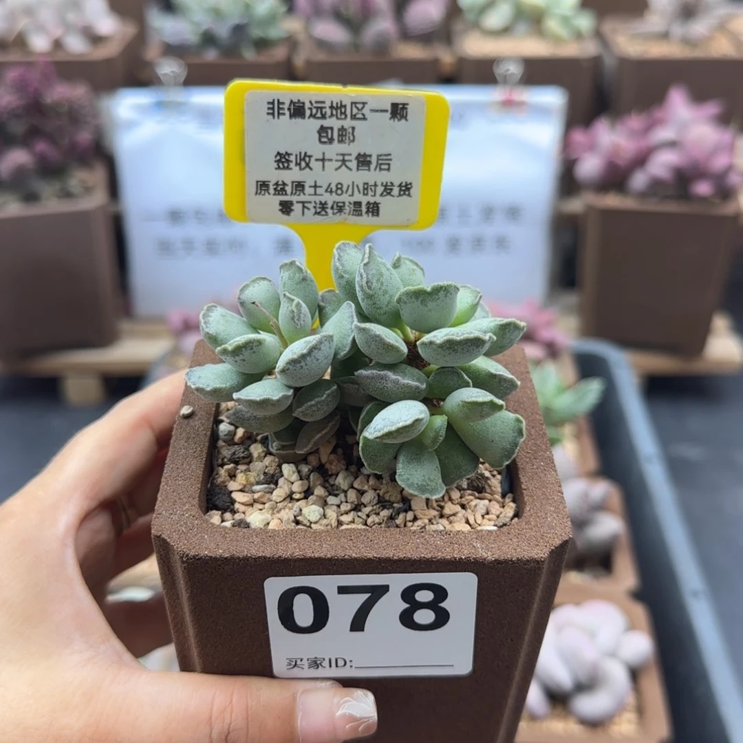 三*糖078毛库博多肉植物