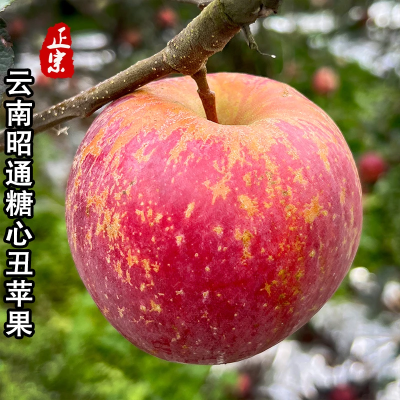 2025正宗云南昭通冰糖心丑苹果新鲜水果现摘高原脆甜红富士苹果