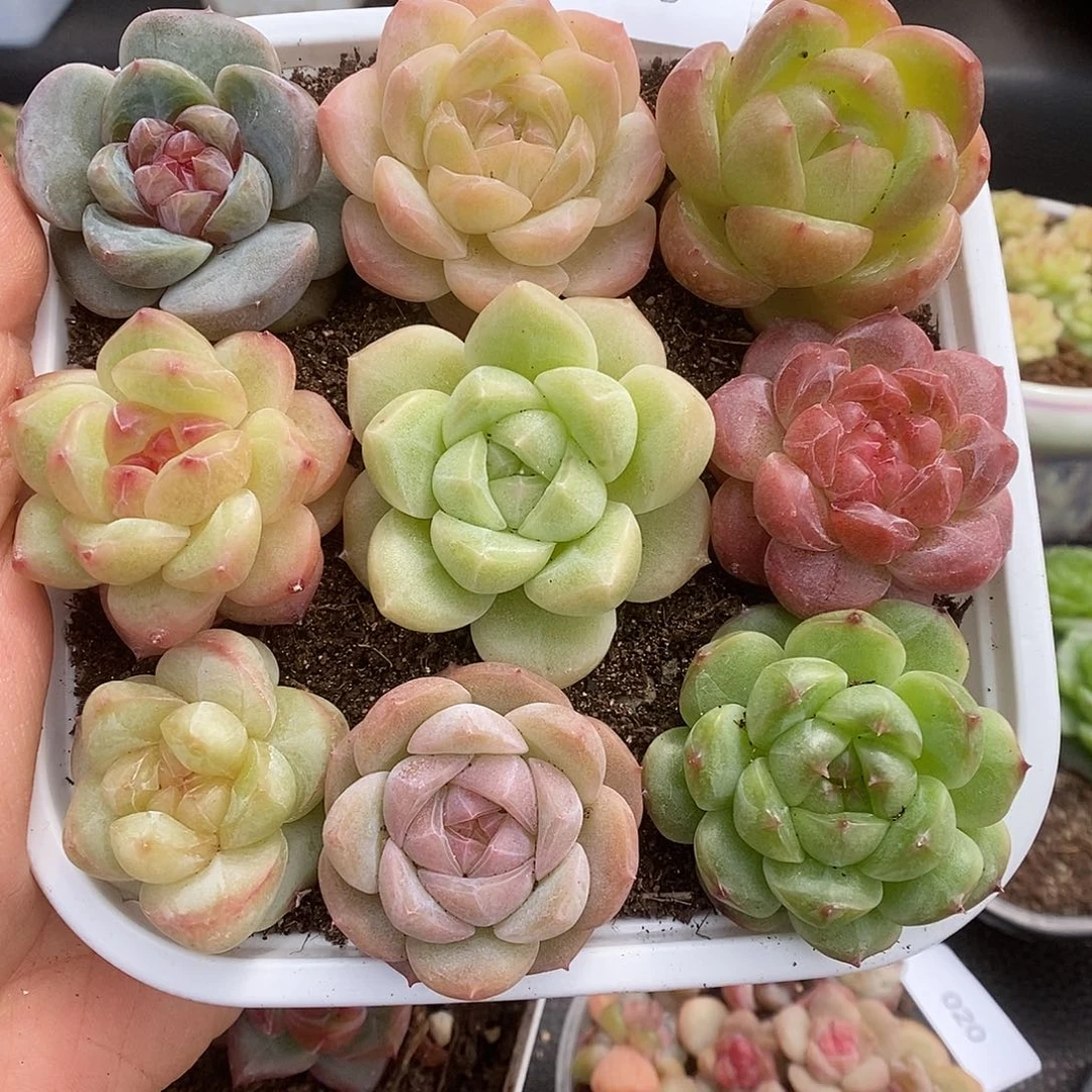 一物一拍一物一拍103-46