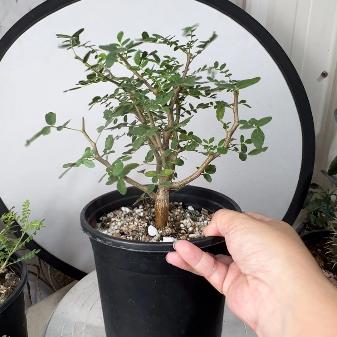 滔天橄榄带盆111111111