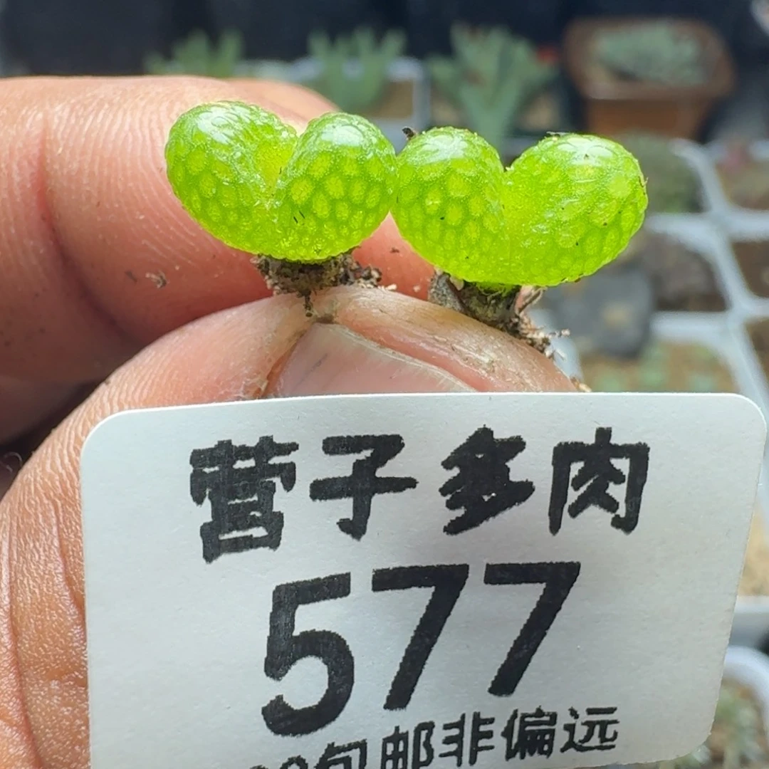 妖奇玉两颗。