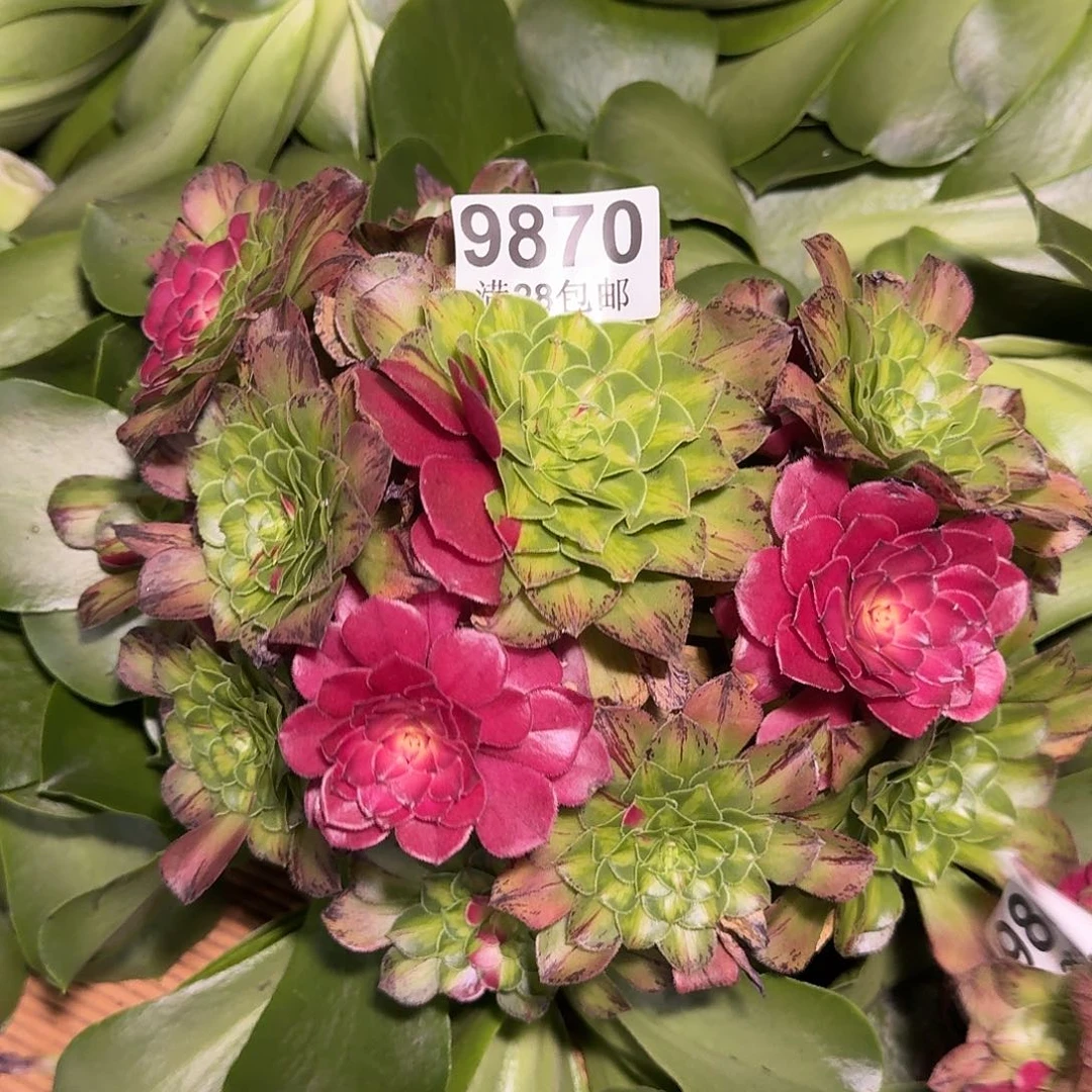 870 知否多肉植物无根特价