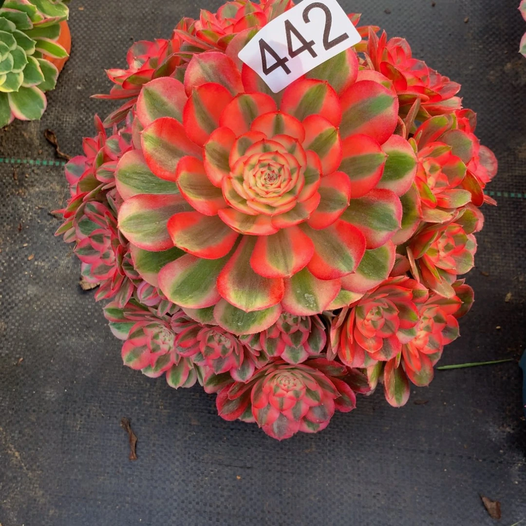 柠****法师多肉植物442荔枝