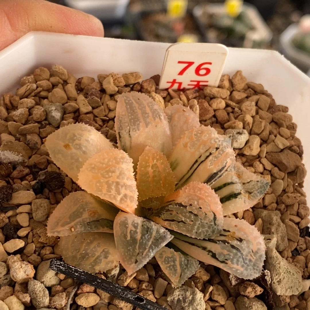 76号具味城锦多肉