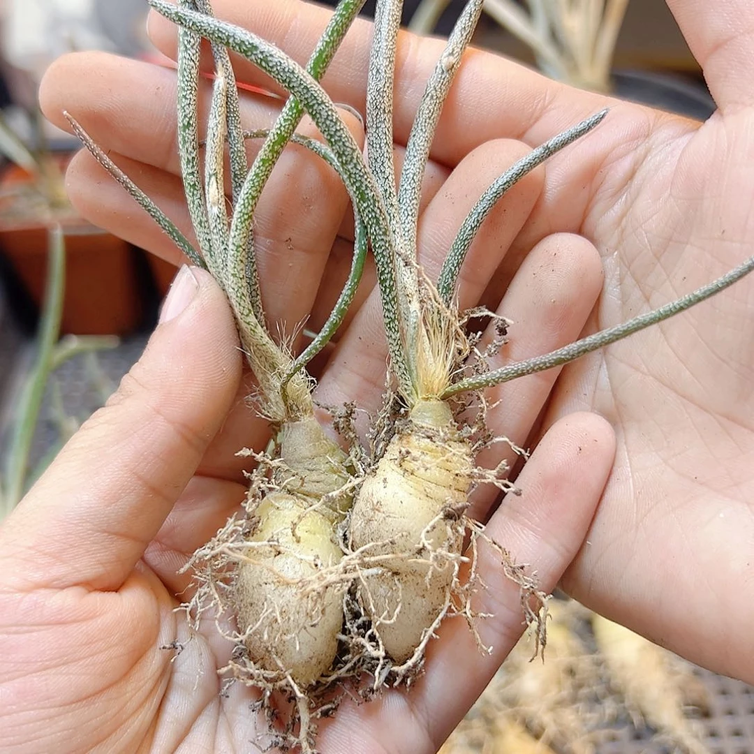 实生美杜莎肚子1.5公分2颗