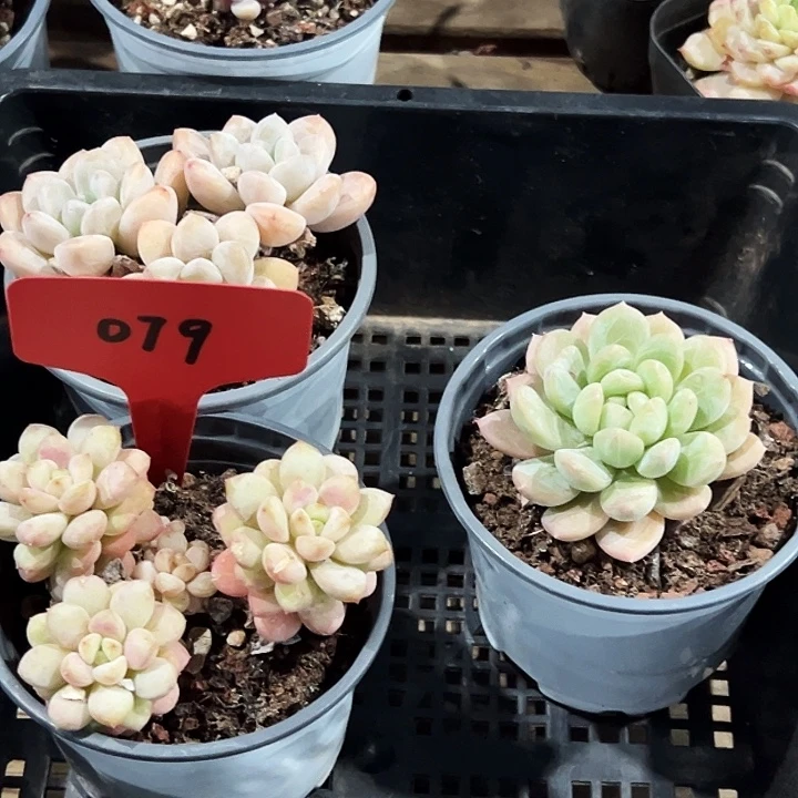 ****079号。      福利多多