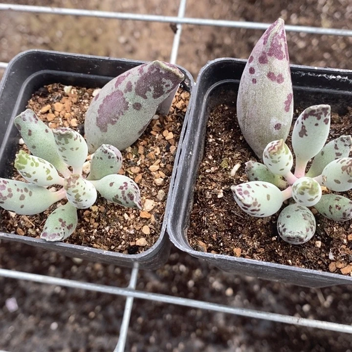 雨*?1566。  两颗海豹。 福利。