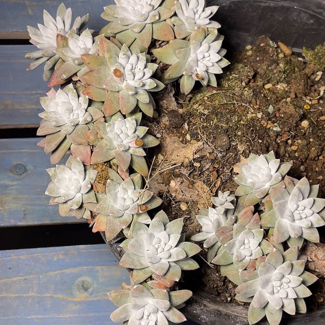 【闪购商品】我*我瑕疵特价不售后