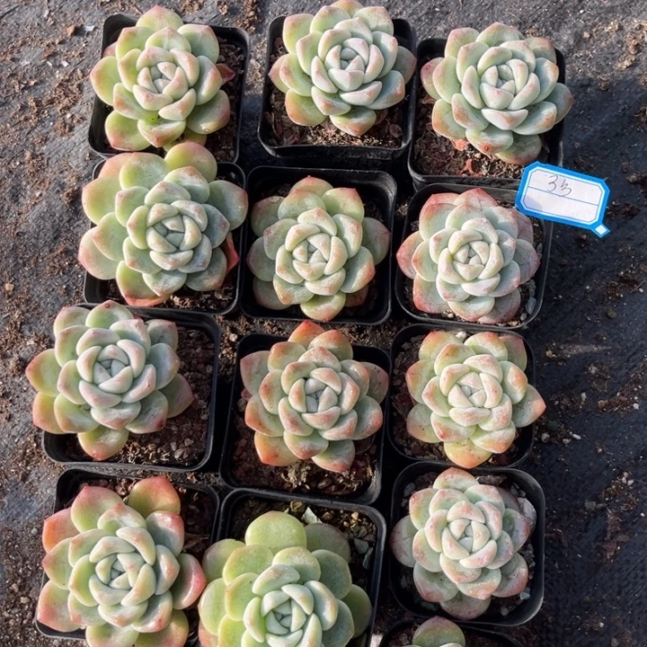 冰玉多肉七方盆一组冠幅保底5.5-6厘米13个3号