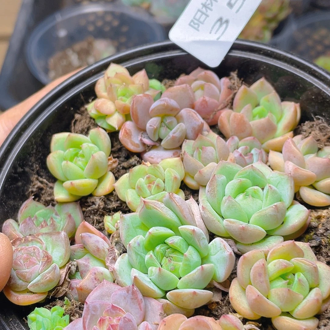 (***)多肉植物多肉植物354