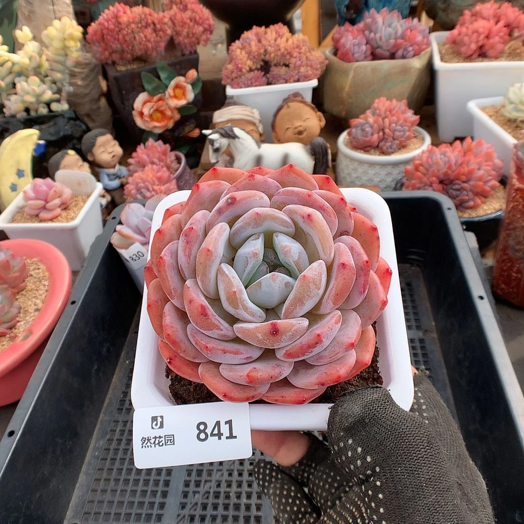 841蒙克多肉植物6666