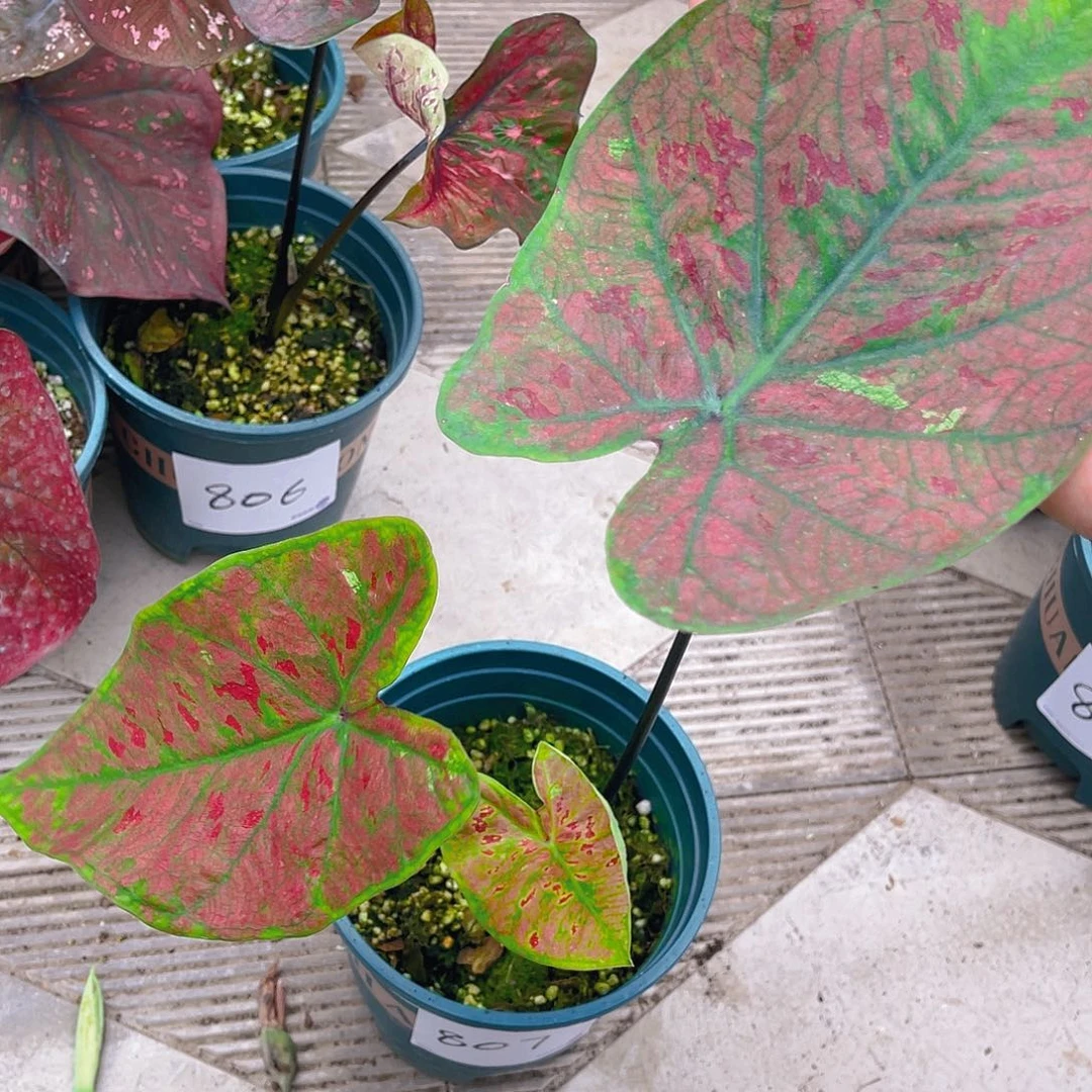 完全开放泰彩一物一拍807