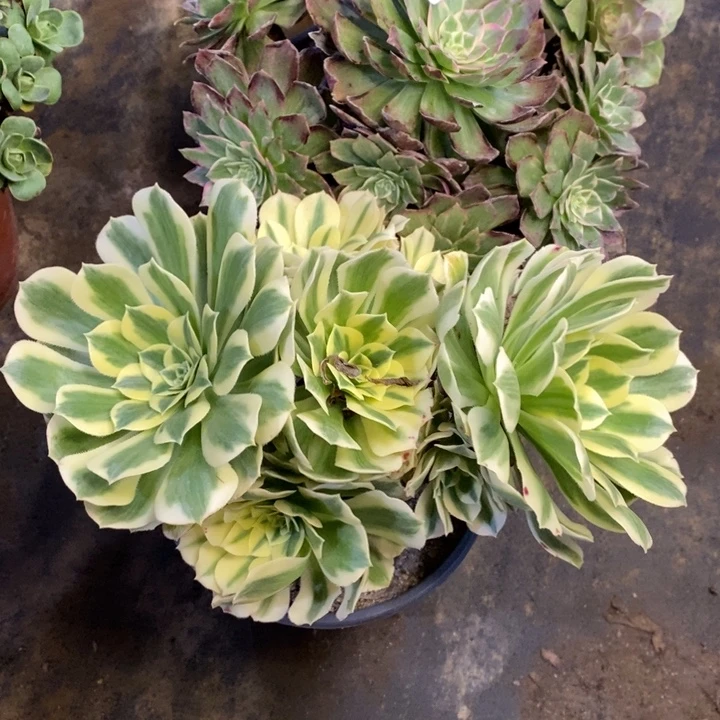 两盆多肉断头不包2704