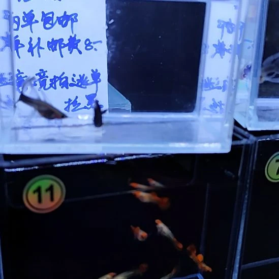 孔雀鱼蓝礼服玻璃大C一对