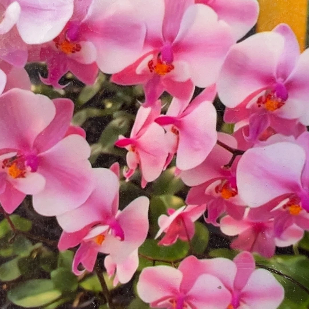 完全开放2.5寸杯M606脉纹西