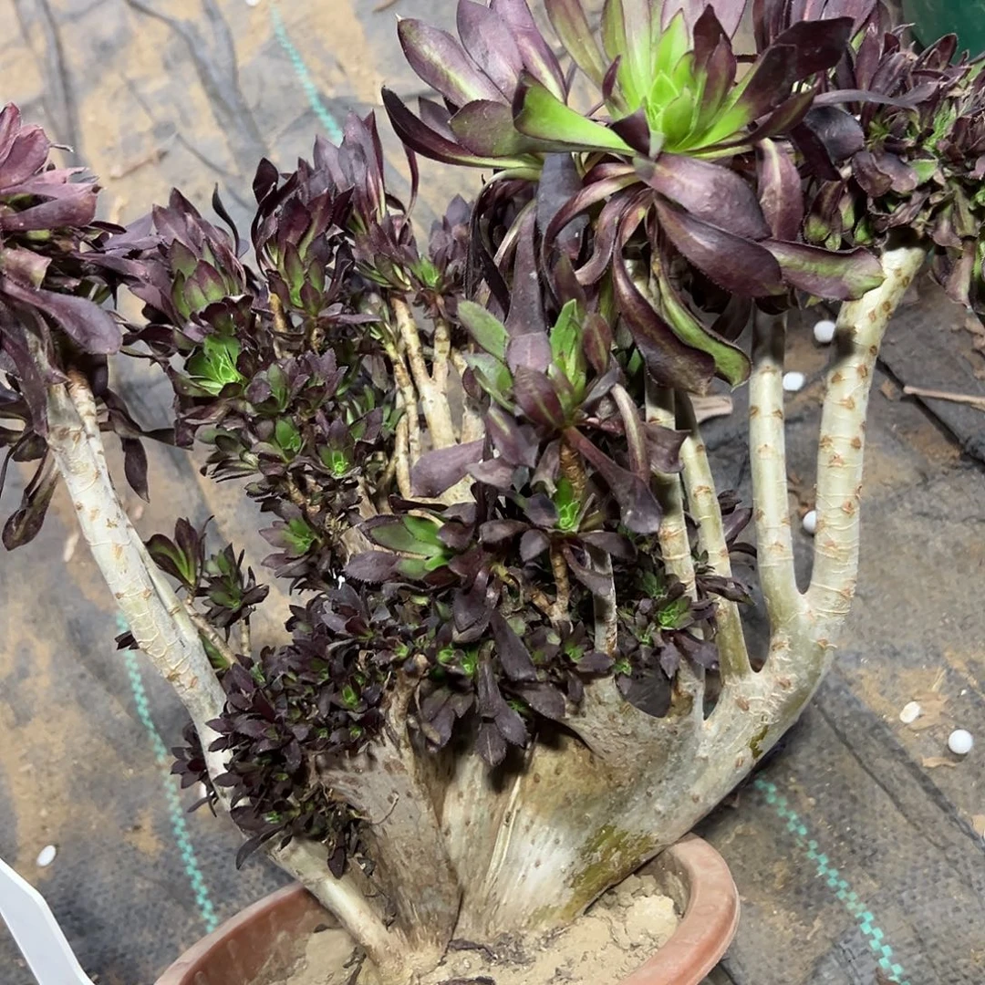 多肉400植物黑法师缀花