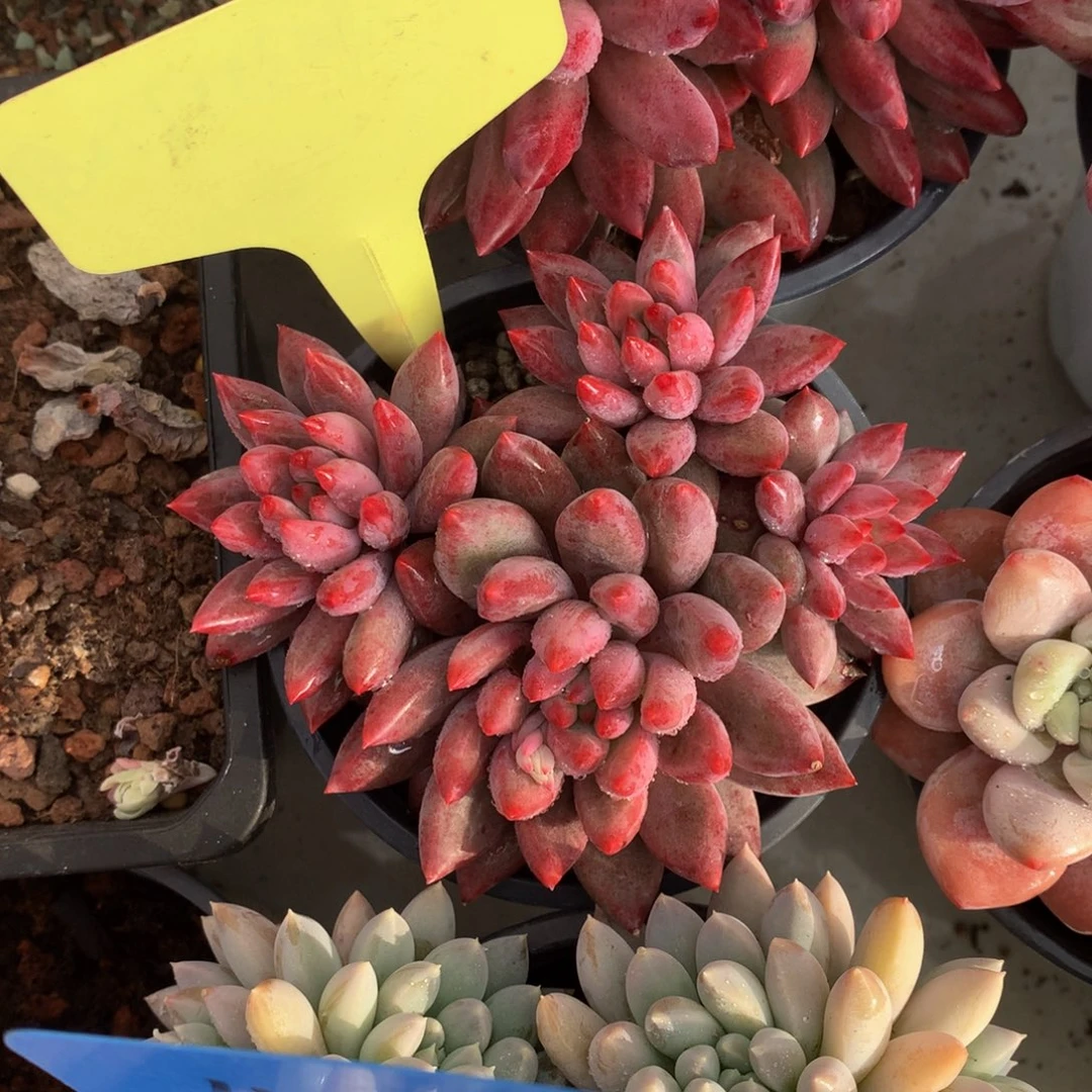 虞美人6272737373737