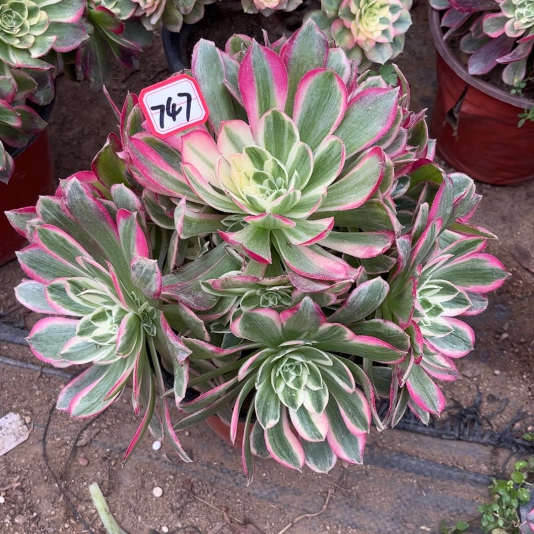 747多肉植物孔雀翎