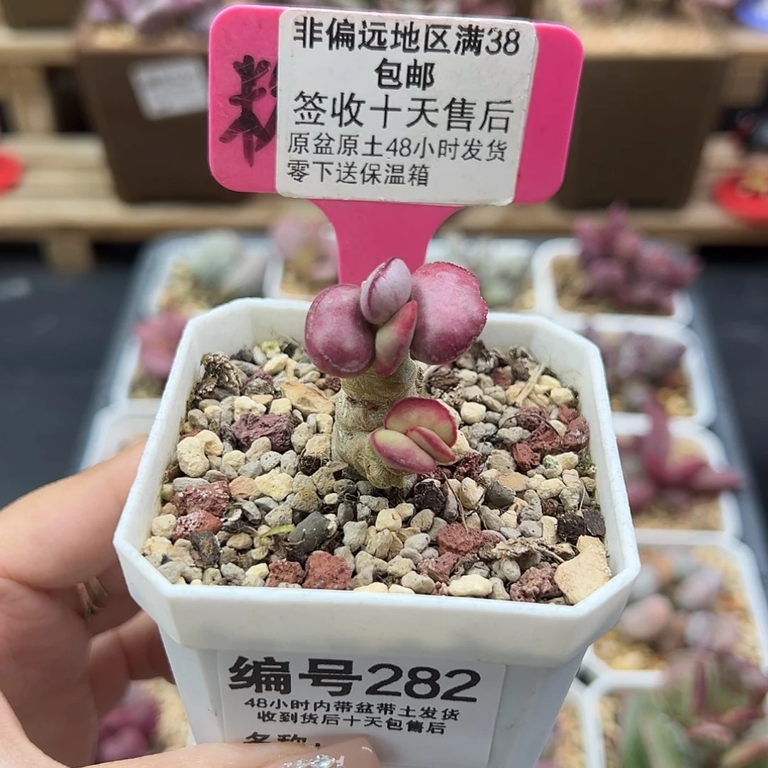 282白肌红蛋多肉植物