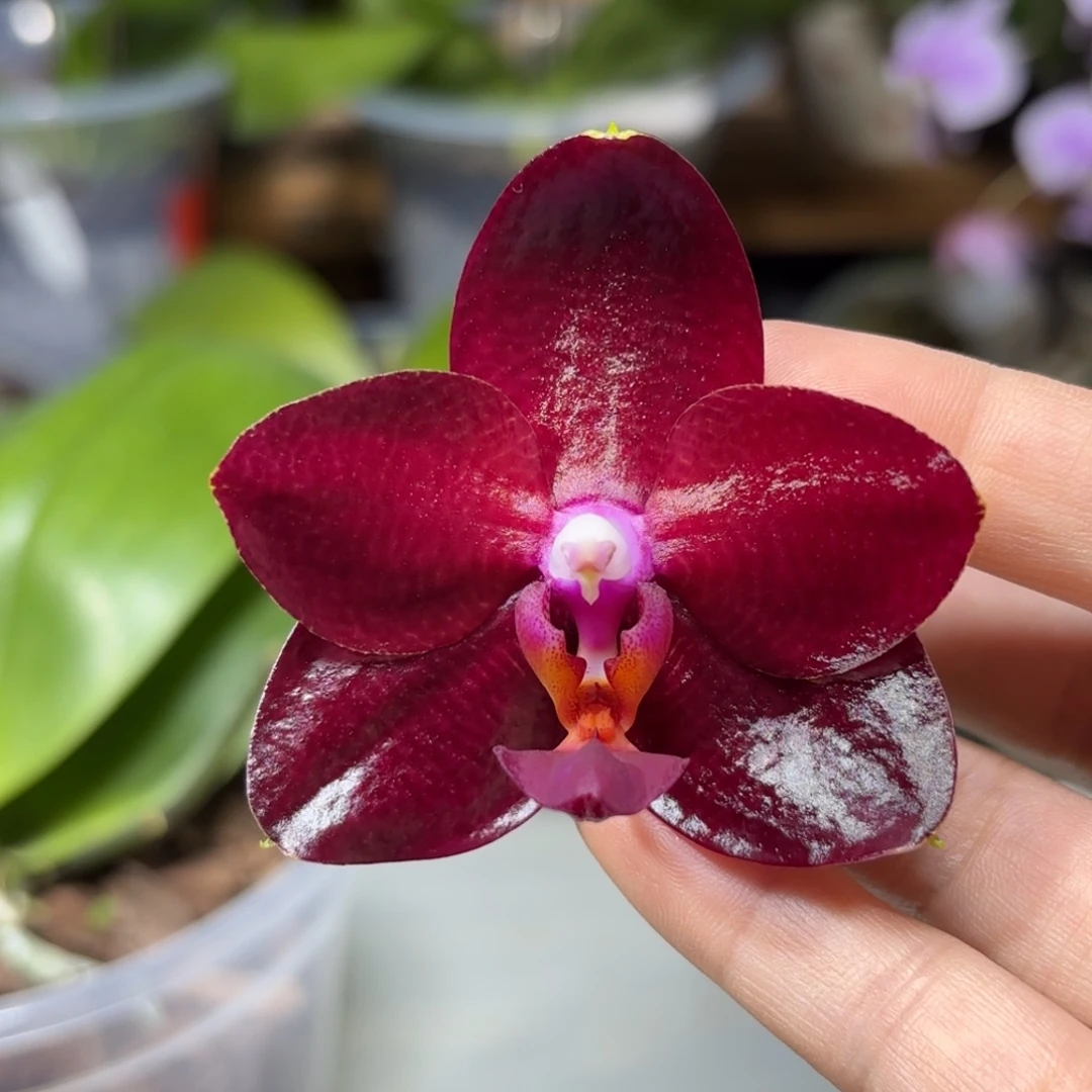 大部分开放少量花苞弥陀太阳国王